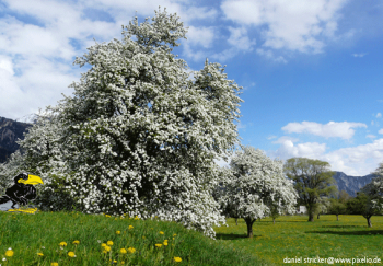 Frühling lässt sein blaues Band undsoweiter …